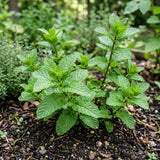 2 Mojito Mint Live Plants, Mint Herb Plant, 3-7 Inch Tall