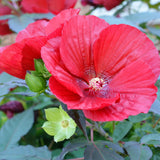 2 Red Hibiscus Live Plants, Patio Container Flower, 4-8 Inch Tall