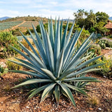 Blue Agave Live Plant, Xeriscape Garden Plant, 4 Inch Pot