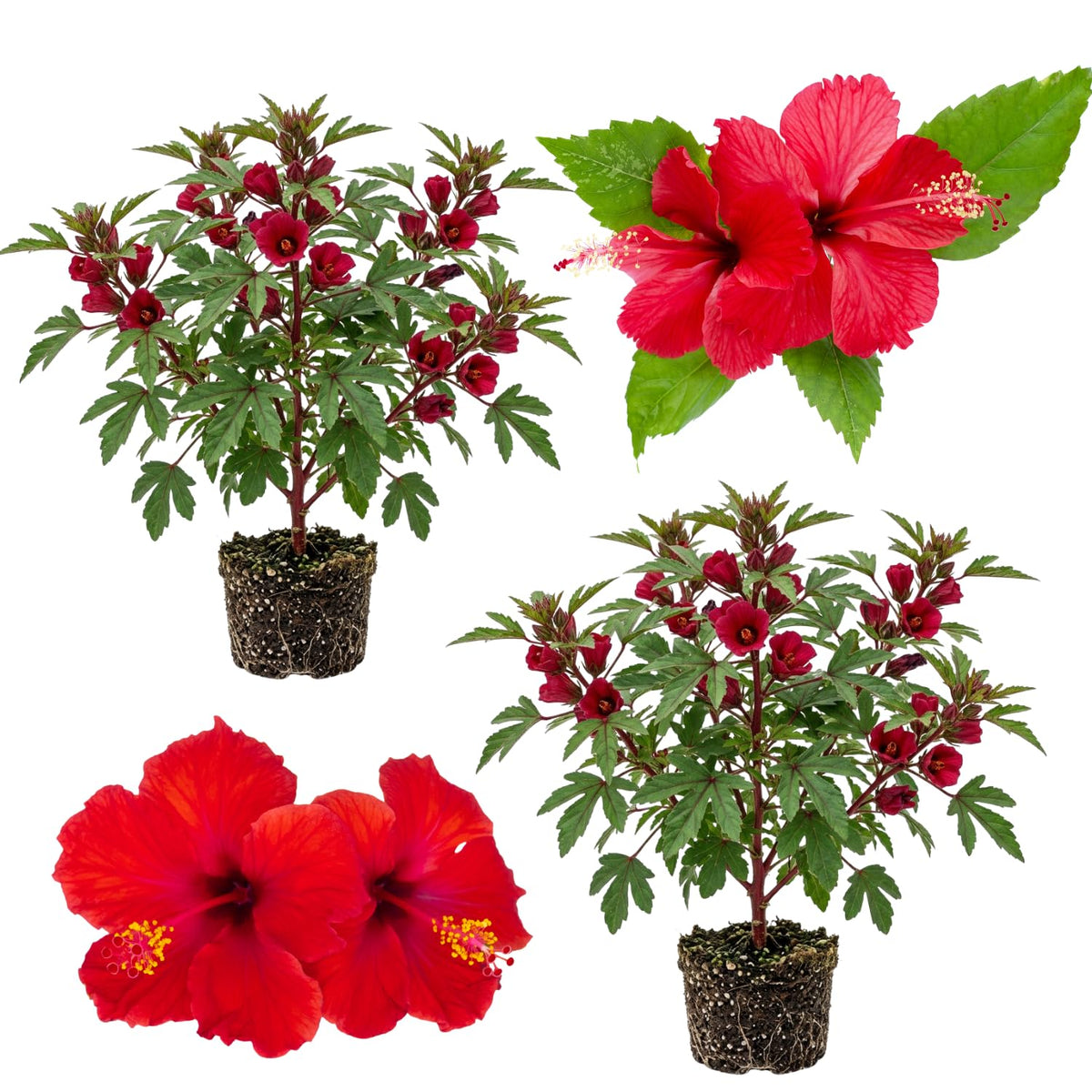2 Cranberry Hibiscus Live Plants, Red Hibiscus Flower, 4-6 Inch Tall