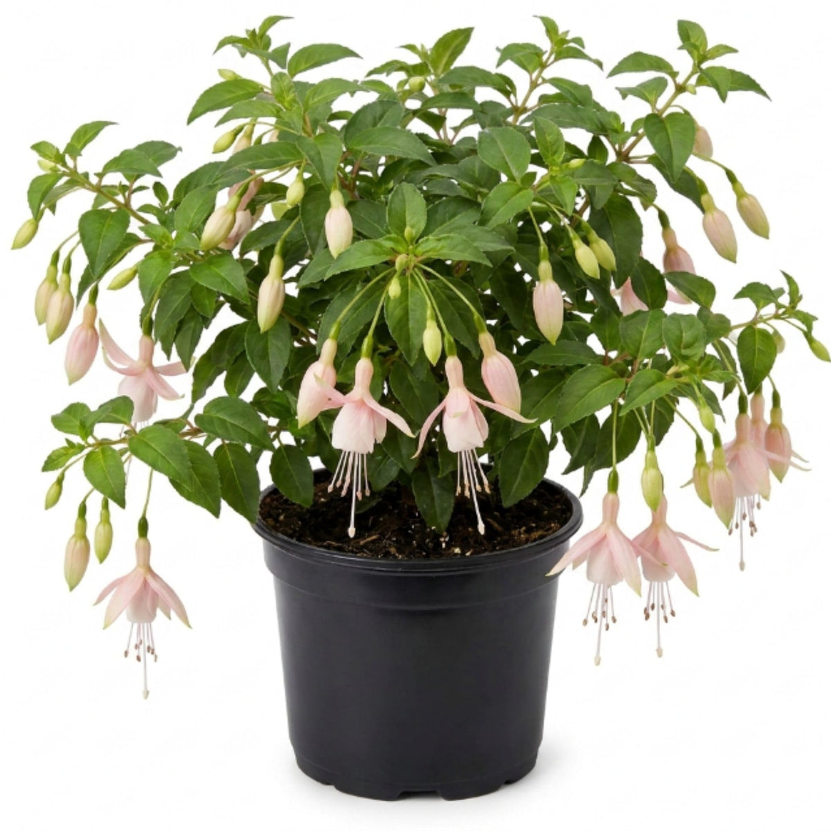 Light Pink Fuchsia Live Plant in 5 Inch Pot - 3-6 Inch Tall