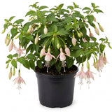 Light Pink Fuchsia Live Plant in 5 Inch Pot - 3-6 Inch Tall