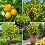 Yellow Meyer Lemon Live Tree, Citrus Fruit Tree, 2 Ft Tall, 1 Gallon Pot