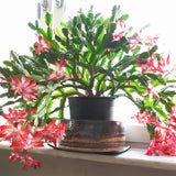 Red Christmas Holiday Cactus Live Plant, Tropical Houseplant