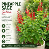 2 Pineapple Live Salvia Sage Plants, Flower Plant, 4-6 Inch Tall