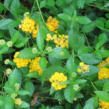 2 Yellow Lantana Plants Live, Hardy Flowering Perennial, 4-6" Tall