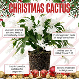 White Holiday Christmas Cactus Live Plant, Desk Shelf Plant, 4-6 Inch Tall