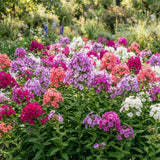 2 Phlox Flower Live Plants, Outdoor Landscape Perennial, 5-7 Inch Tall
