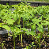 Live Moringa Tree Plant for Planting