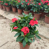 Live Red Crown of Thorns Plant 4 Inch Pot