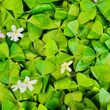 Green Shamrock Oxalis Live Plant, Trailing Indoor Houseplant, 3.5 Inch Pot