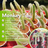 Rare Monkey Tail Cactus Live Plant in 2 Inch Pot