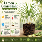 2 Lemon Grass Live Plants, Culinary Garden Herb, 4-7 Inch Tall