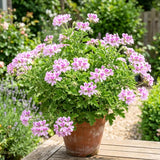 2 Citronella Live Plants, Fragrant Herb Plant, 4-7 Inch Tall, 4 Inch Pot