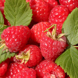2 Red Raspberry Live Plants, Berry Bush Plant, 4-6 Inch Tall, 4 Inch Pot