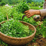 Parsley Herb Live Plants, Well-Rooted Herb Plant, 4-6 Inch Tall