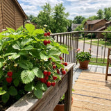 2 Strawberry Plants Live, Home Garden Berry Bush, 3-5 Inch Tall, 3 Inch Pot
