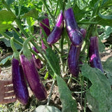 Eggplant Plant Live in 4 Inch Pot