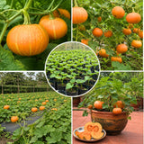 Pumpkin Plant Live, Garden Vegetable Plant, 4-7 Inch Tall