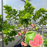 Pink Guava Live Plant, Starter Fruit Plant, 8-10 Inch Tall