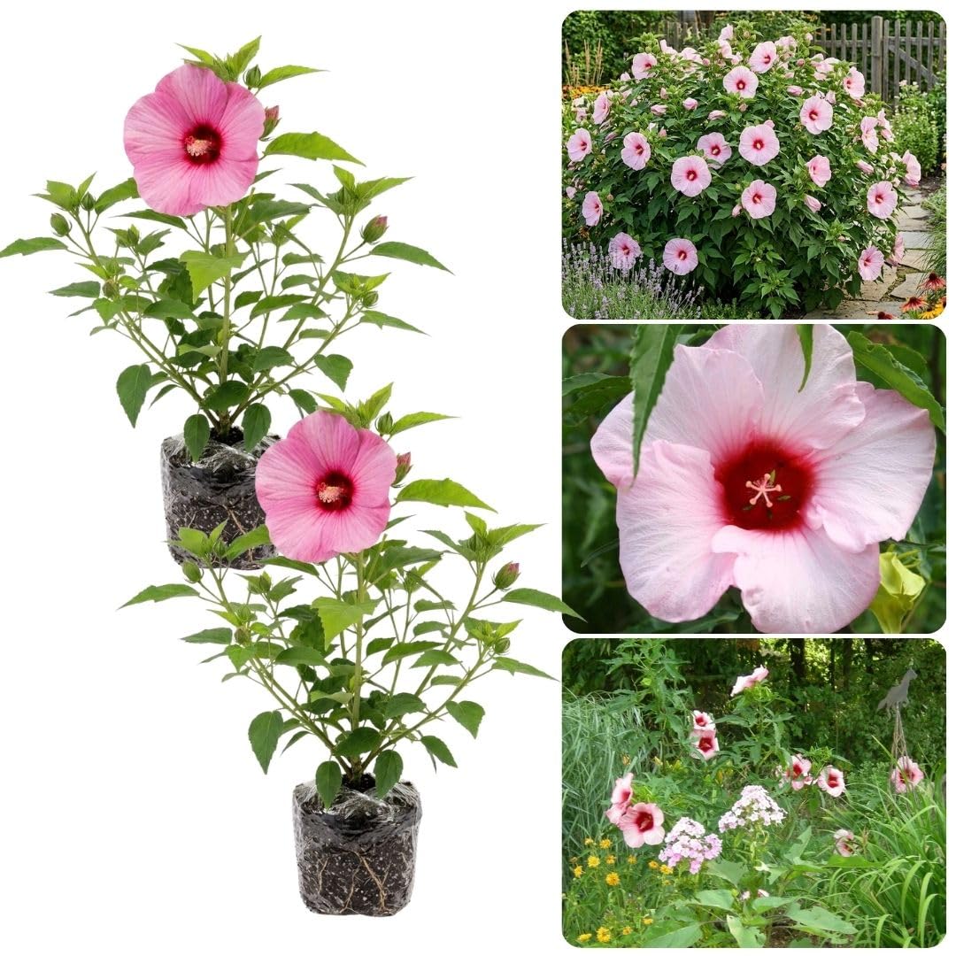 2 Rose Pink Hibiscus Live Plant, 3-6" Tall