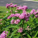 Set of 2 Pink Milkweed Live Plant 4-6" Tall
