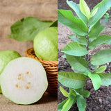 White Guava Tree Plant Live, Fruit Tree, 8-10 Inch Tall