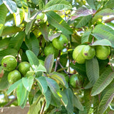 Pink Guava Tree Live Plant, Sweet Tropical Fruit, 6-10 Inches Tall