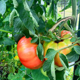 1000 Beefsteak Tomato Seeds for Planting, Container Garden Seeds