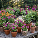 2 Purple Milkweed Live Plants, 3-6 Inch Tall
