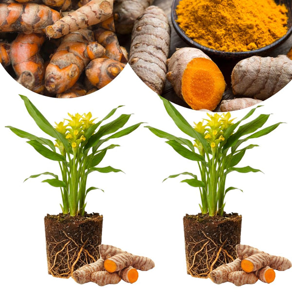 2 Live Turmeric Curcuma Plants, 4-6 Inch Tall
