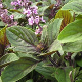 2 African Blue Basil Live Plants, Fresh Herb Seedling, 3-4 Inch Tall
