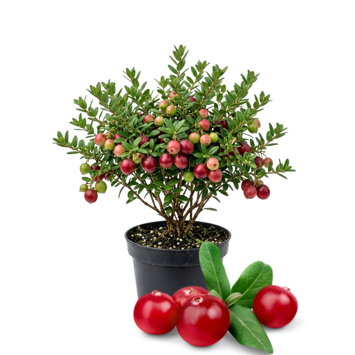 Cranberry Hibiscus Plant Live, Outdoor Garden Plant, 3-5 Inch Tall
