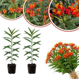 Set 2 Tropical Milkweed Live Plant 4-6" Tall