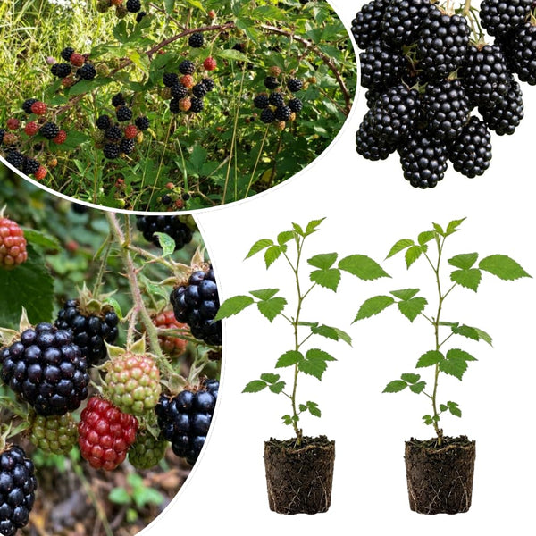 2 Osage Black Berry Live Plants, Fruit Berry Plant, 4-6 Inch Tall