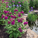 2 Purple Milkweed Live Plants, 3-6 Inch Tall