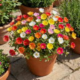 4 Assorted Portulaca Plants Live, Hardy Garden Plant, 4-7 Inch Tall
