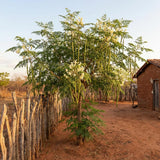 50 + Moringa Seeds to Plant, Garden Seeds for Planting