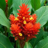2 Red Curcuma Ginger Live Plant, Ginger Flower in Garden, 4-6 Inch Tall