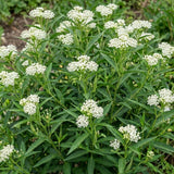 Set of 2 White Swamp Milkweed Live Plant 4-6" Tall