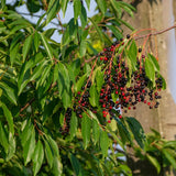 Chokecherry Aronia Berry Live Plant, Fruit Tree, 7-9 Inch Tall, 5 Inch Pot