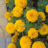 Yellow African Marigold Live Plant 4" Pot