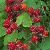 Live Thimbleberry Plant, Well-Rooted Berry Plant, 3-5 Inch Tall, 5 Inch Pot