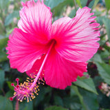 2 Pink Hibiscus Bushes Live Plants, Patio Container Flower, 4-8 Inch Tall