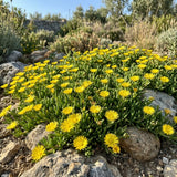 Yellow Ice Plant Live Plant, Ground Cover, 4-7 Inch Tall, 4 Inch Pot