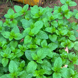 Orange Mint Live Plant, 3–5 Inch Tall