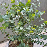 Silver Eucalyptus Plant Live, Fragrant Tree Starter, 4-6 Inch Tall