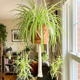 Variegated Spider Plant Live, Trailing Indoor Houseplant, 4-6 Inch Tall