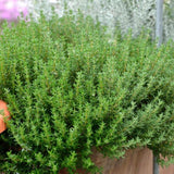 Live Common Thyme Plant, Culinary Thyme Herb Plant