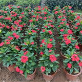 Red Crown of Thorns Plant Live for Planting